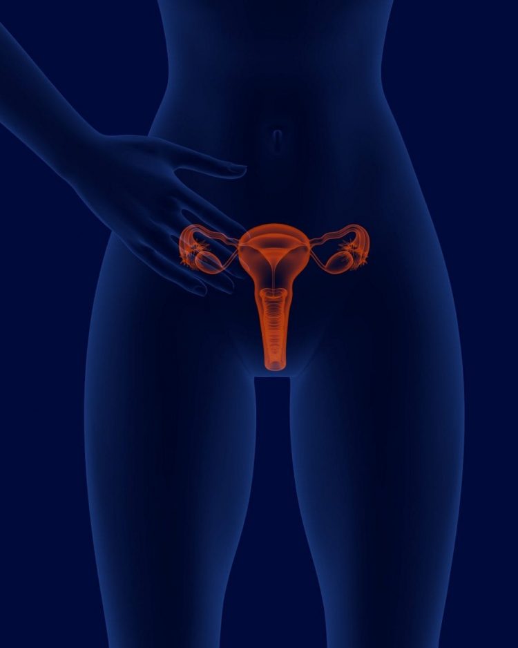 Transvaginal Pelvic Ultrasound Scan