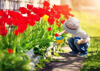Little child walking near tulips on the flower bed in beautiful spring day. Baby boy outdoors in the garden with watering can