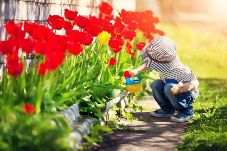 Little child walking near tulips on the flower bed in beautiful spring day. Baby boy outdoors in the garden with watering can