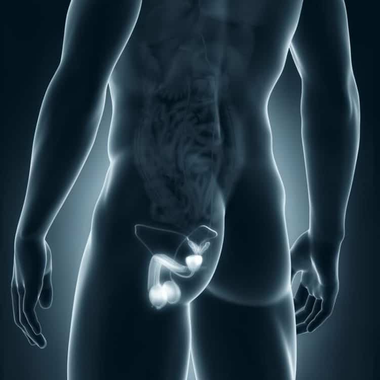 Scrotum Testicle Hernia Scan London