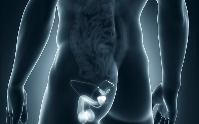 testicular ultrasound