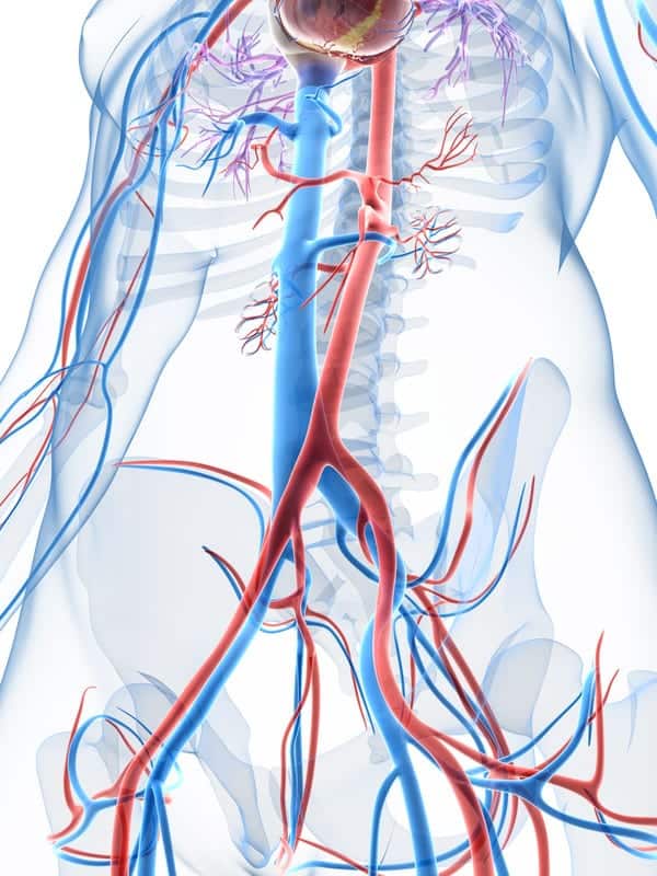 Vascular Arterial Doppler Scan London